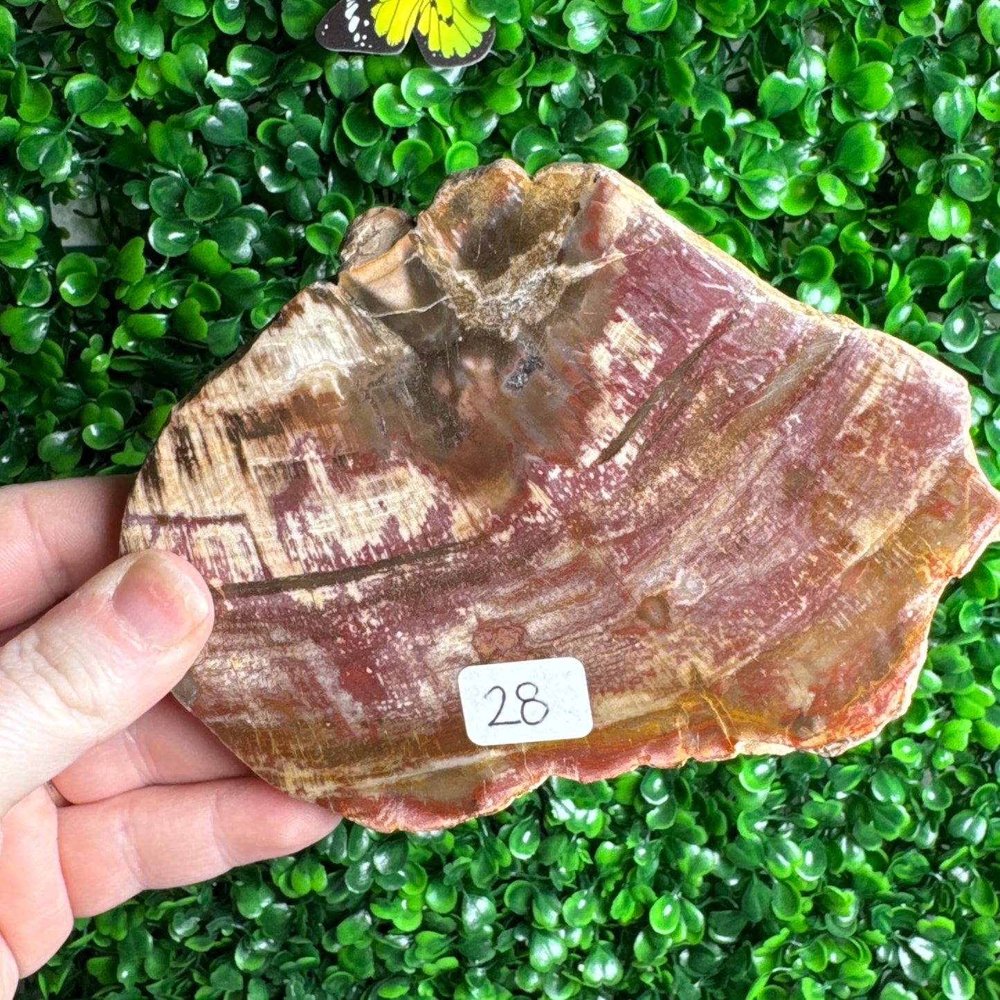 Petrified wood slab