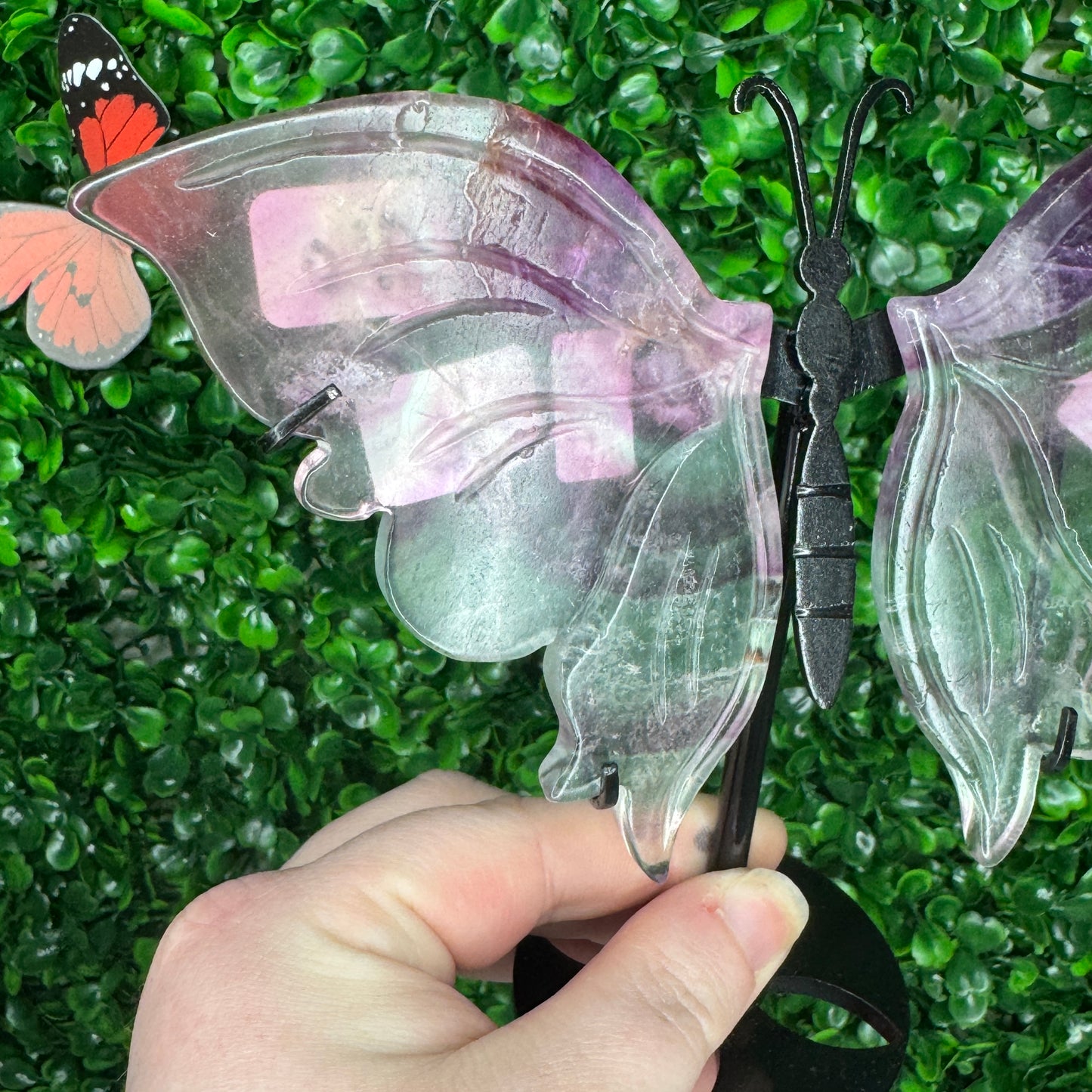 Discounted Fluorite Butterfly wings