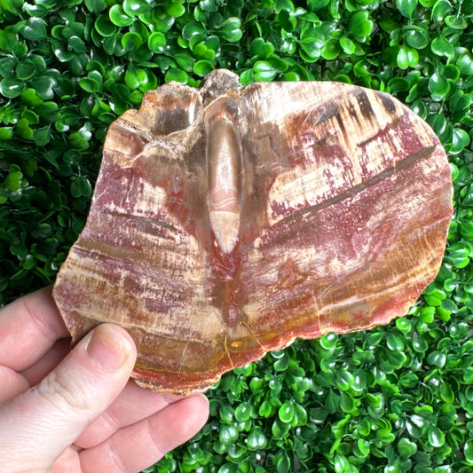 Petrified wood slab