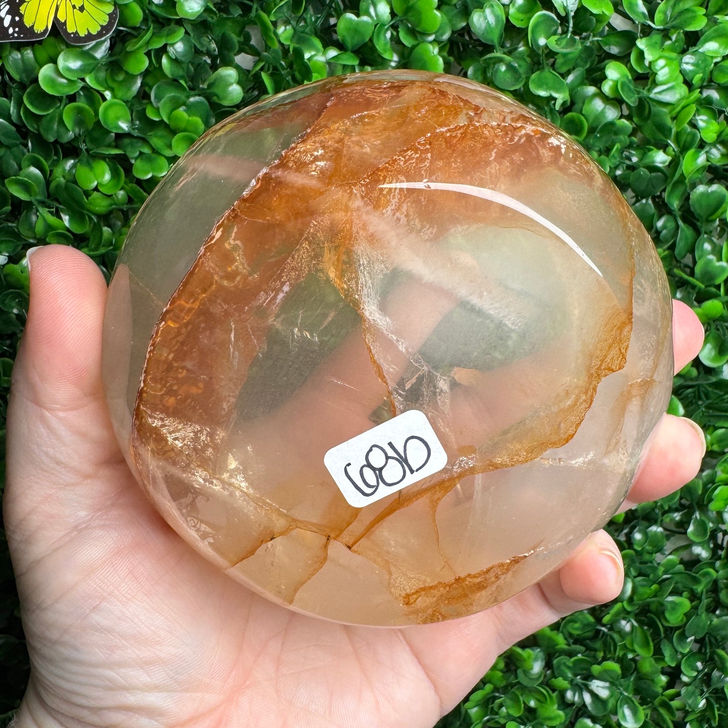 Golden Healer Bowls