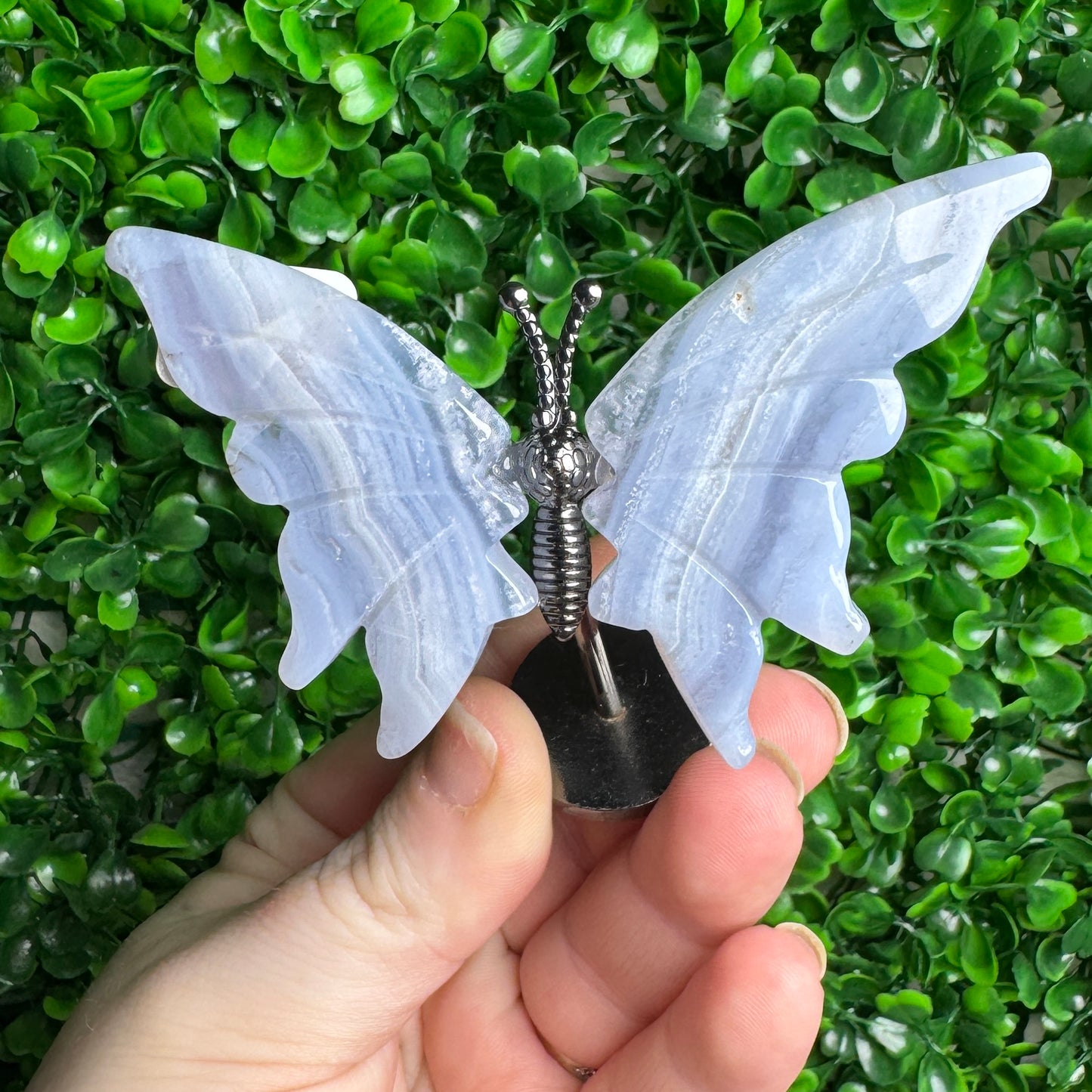Blue Flower Agate Wings