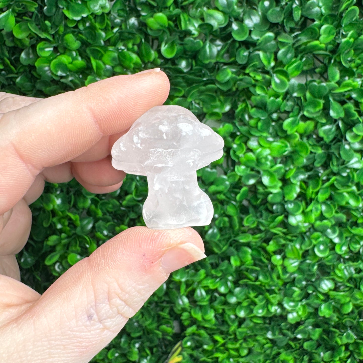 Mini Muhsroom Lady bodies