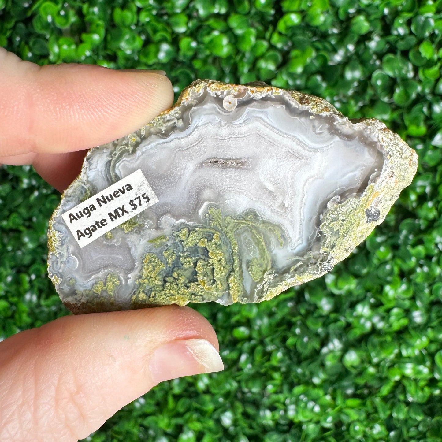 Auga Nueva Agate
